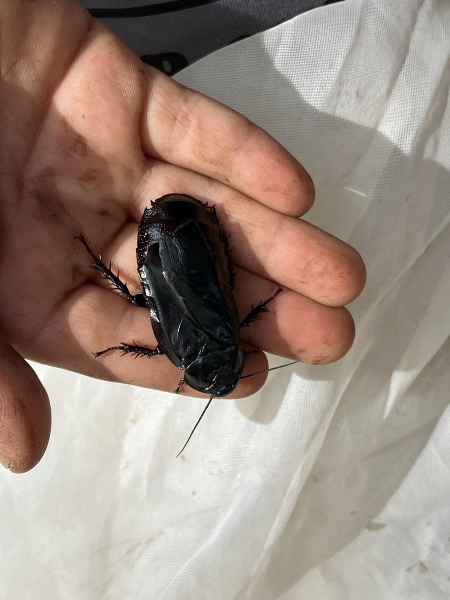 kanata_insect's tweet photo. オオゴキブリを見つけました！
大きい！初めて持ち帰りました。 https://t.co/t2JBzucCYq