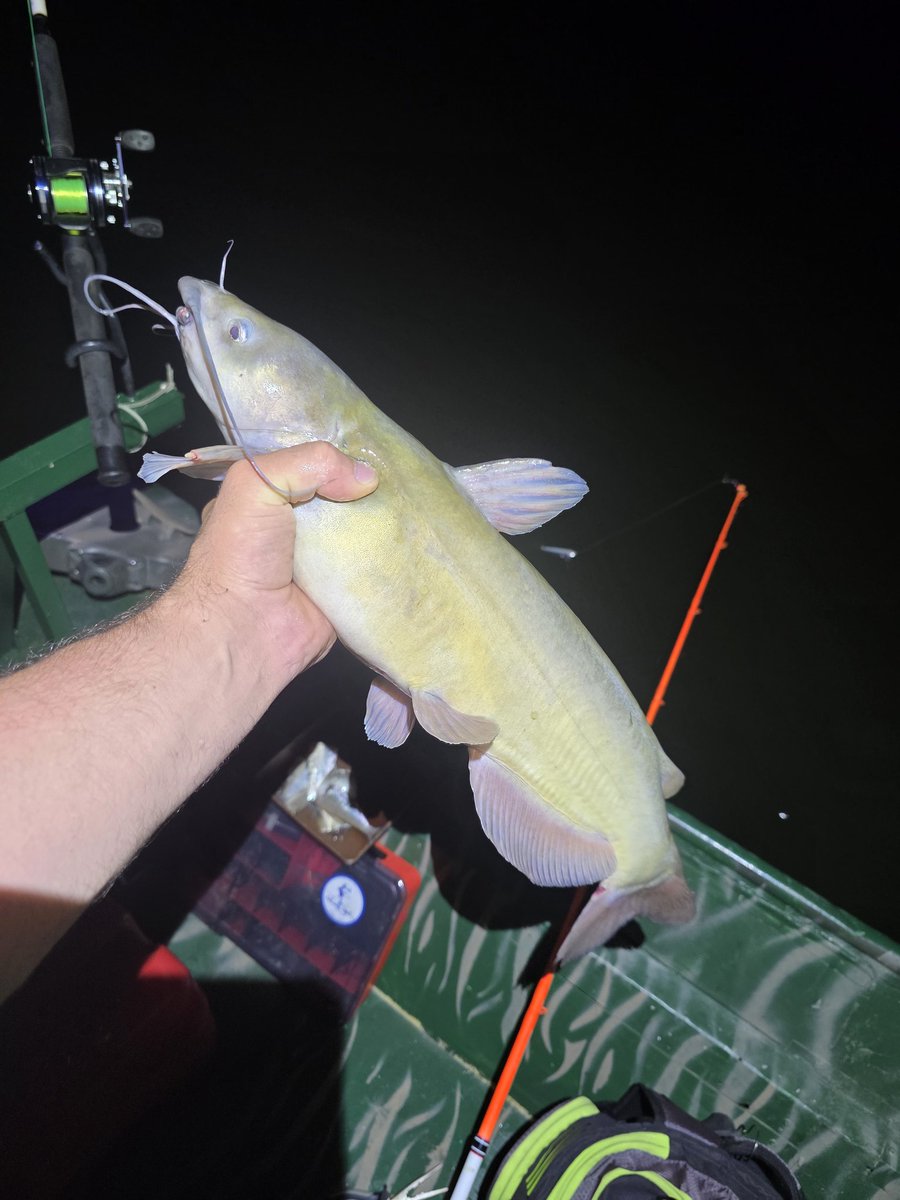 YTMadMatt's tweet photo. ๐ฃAwesome night of catfishing. Got a new personal best channel cat at 6lbs 3oz. If I get out and catfish some more I should be able to catch even bigger. Of course there was some beautiful scenery I had to add ๐
๐ฆข
#catfish #catfishing #Midwest https://t.co/QphSMspXJL