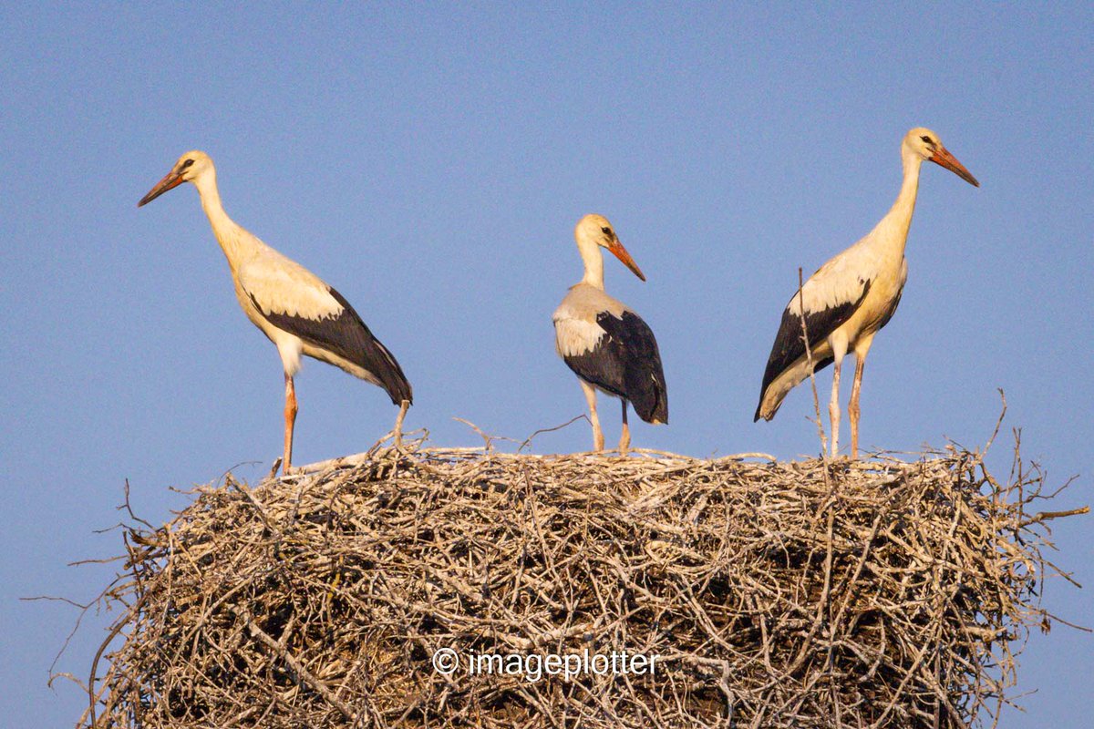 imageplotter's tweet photo. The now almost fully grown juvenile storks, beaks changing from grey to red. They forage for food independently now, parents nearby. Many parents start to leave for their southern winter quarters in August, with the juveniles following in mixed adult-juvenile flocks a while later https://t.co/n9U0JagHNm