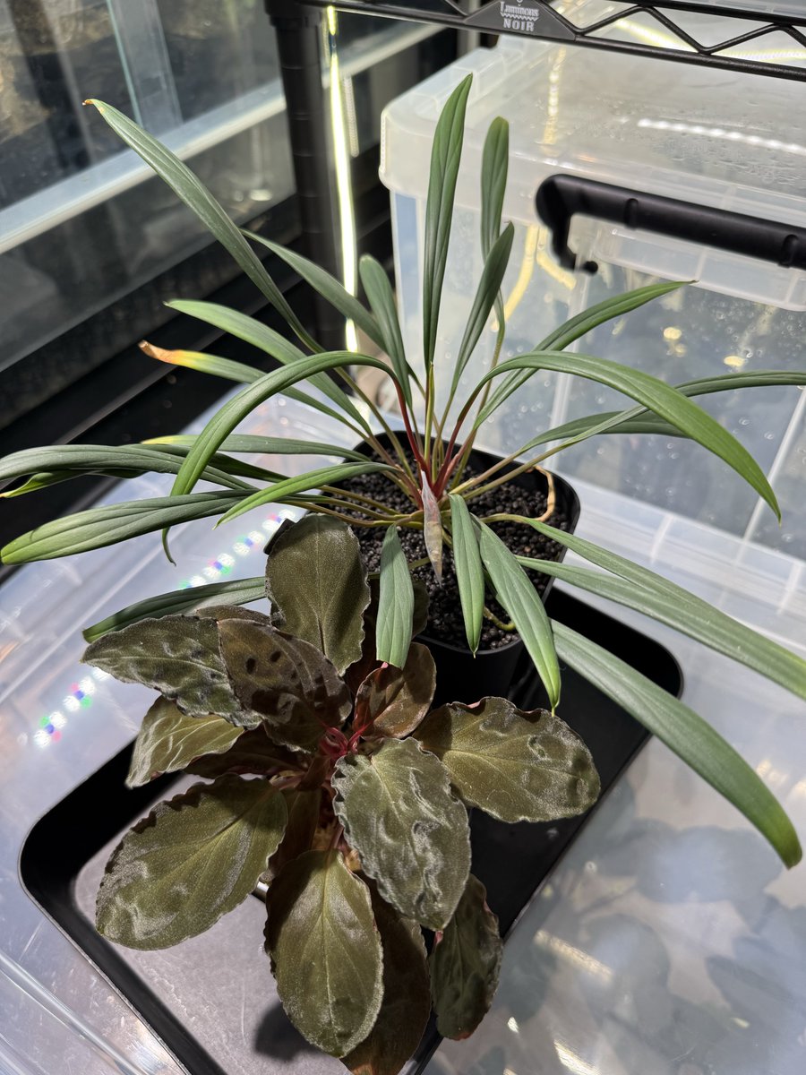 ♂Homalomena sp 