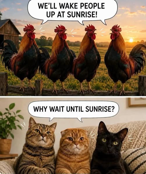 DaddyisBest's tweet photo. Chickens don't step on your face...
Feed your cat!!!

Good morning
Happy Sunday https://t.co/NpCkc2KVmT