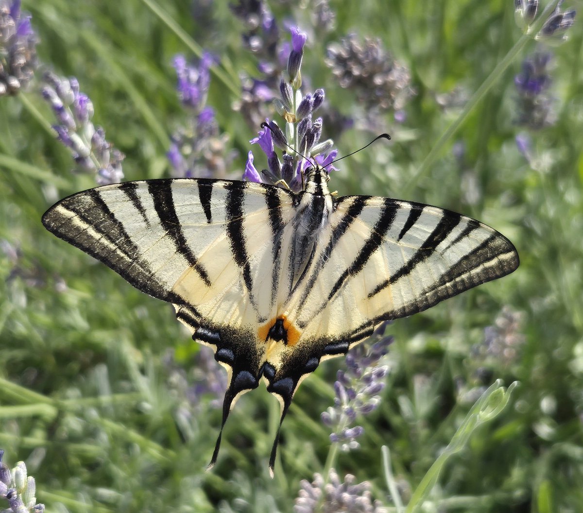 Ozymandiasdust's tweet photo. Scarce swallowtail butterfly, or in croatian: prugasto jedarce, or "striped little sail", which perfectly describes it. 🦋❤️🦋 #Croatia #Isteria #butterflies #naturelover https://t.co/xFmCN1rds8