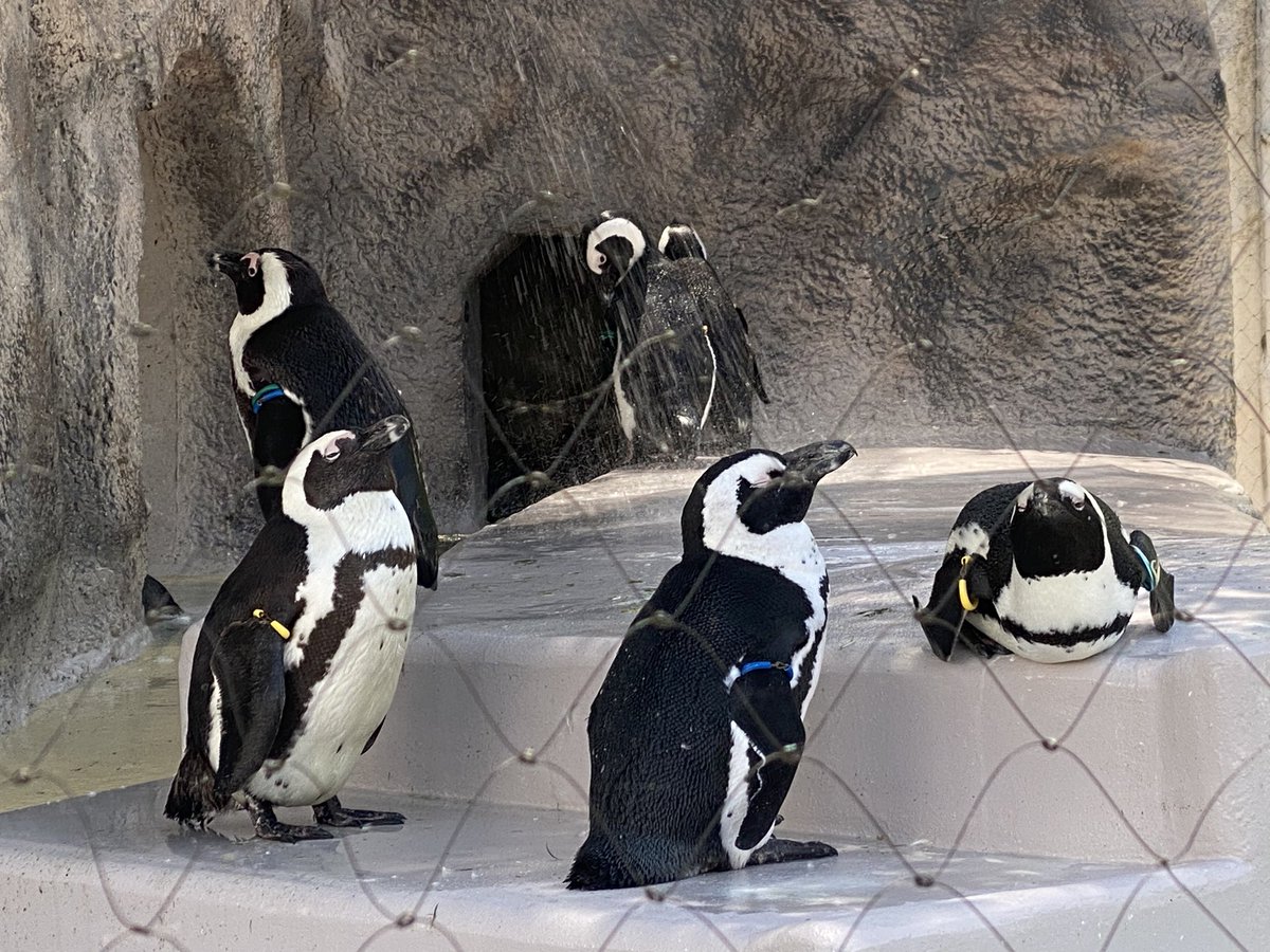 mya25z's tweet photo. 久しぶりの上野動物園☺️✨✨暑かったけどいろんな動物見れて良かった♪ https://t.co/HODHivthxQ