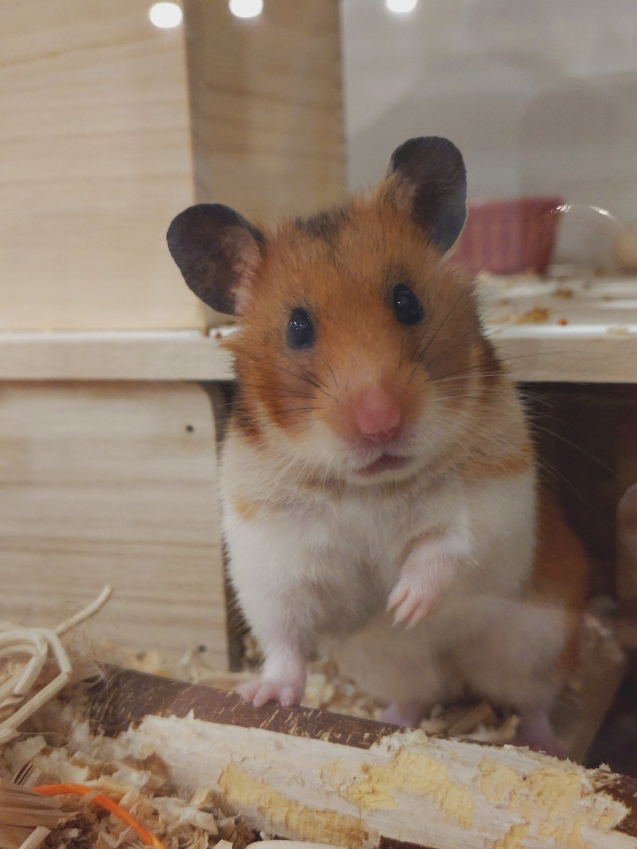 hamii2506's tweet photo. おはよーはみちゃん🫶
きゃわきゃわの写真撮れましたね🐹😎
#ハムスターのいる暮らし https://t.co/1eXTX8bCUs