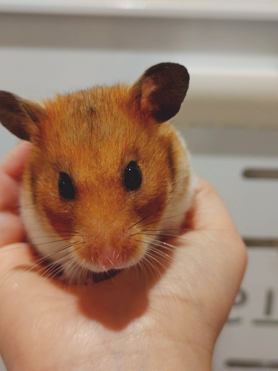 hamii2506's tweet photo. おはよーはみちゃん🫶
きゃわきゃわの写真撮れましたね🐹😎
#ハムスターのいる暮らし https://t.co/1eXTX8bCUs