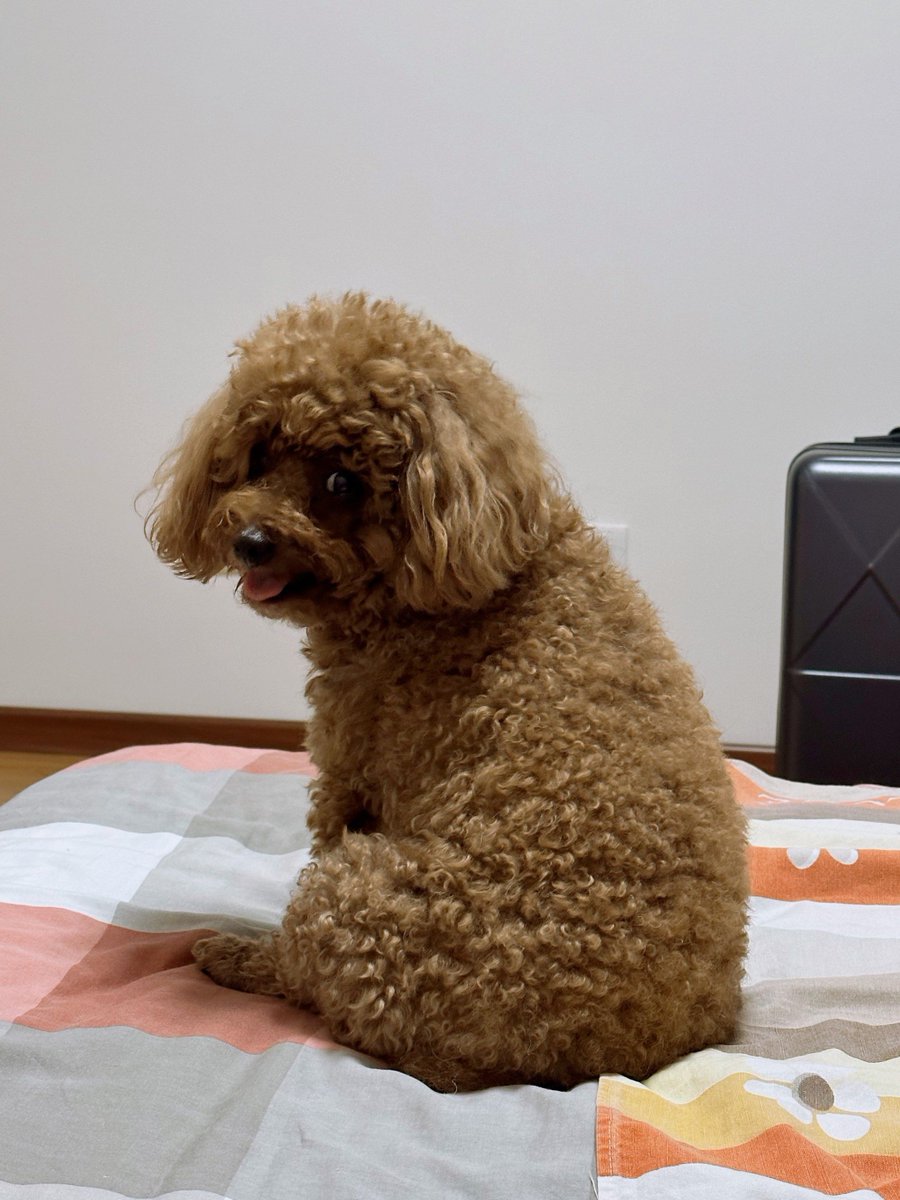 ふたりは❤ハートキャッチャー tweet media