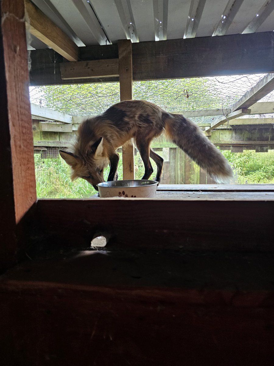 ROTTEN4SSASSIN's tweet photo. fox named alfie
he lightly bit me and did a little scratchinf but  it didnt hurt bad and awwwwso cute https://t.co/LvnZtXsduU