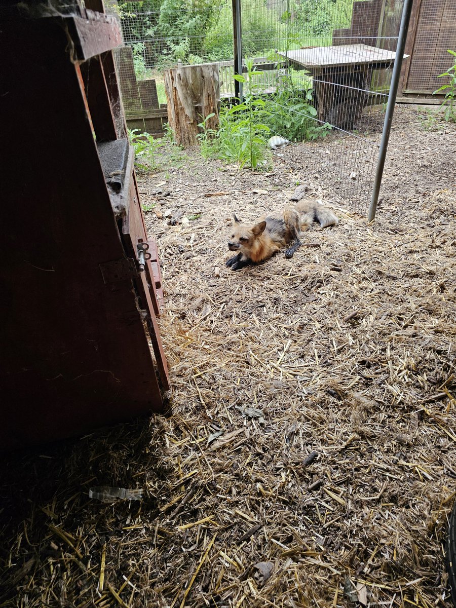 ROTTEN4SSASSIN's tweet photo. fox named alfie
he lightly bit me and did a little scratchinf but  it didnt hurt bad and awwwwso cute https://t.co/LvnZtXsduU