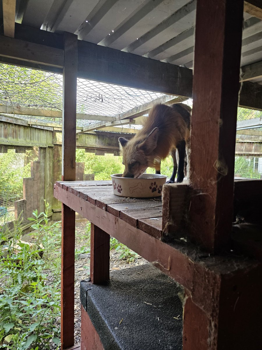 ROTTEN4SSASSIN's tweet photo. fox named alfie
he lightly bit me and did a little scratchinf but  it didnt hurt bad and awwwwso cute https://t.co/LvnZtXsduU