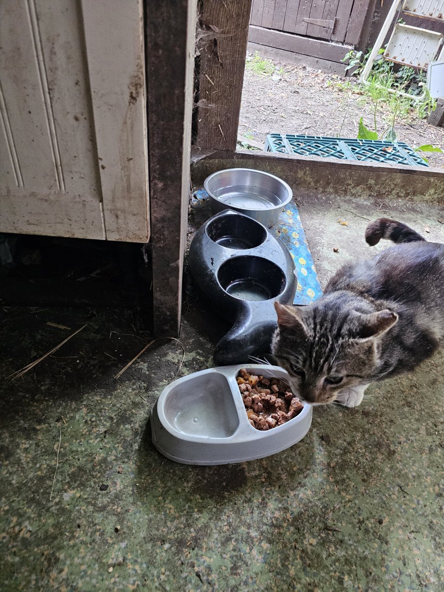 ROTTEN4SSASSIN's tweet photo. the feral cats
there r more but i only saw 4, and only got photos of 3 https://t.co/wTWO3sYgyU