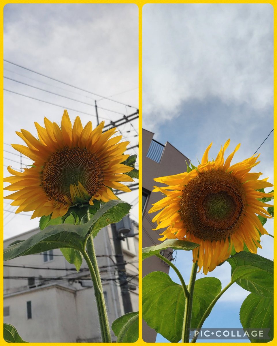 hiroko_shizu's tweet photo. 昨日、三味線のお稽古に行ったら、大きいひまわりが咲いていました🌻

急に夏🎐

#ひまわり
#向日葵 https://t.co/1D0k5eX4sH