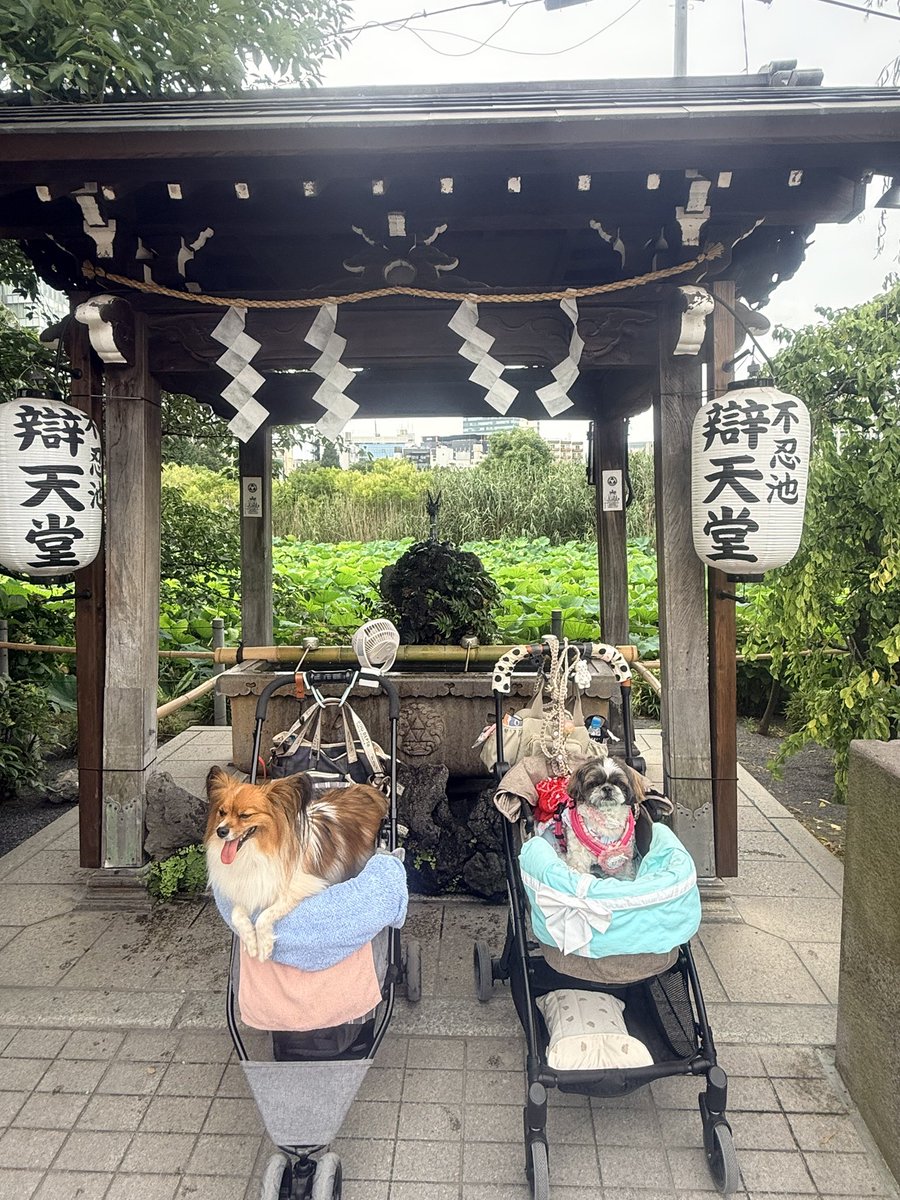 alogardenia's tweet photo. 今日はお友達のルイくんとルイくんママさんと上野不忍池デート❤️
蓮🪷も風鈴🎐も綺麗に涼やかに梅雨空を噴き飛ばしてくれそうでした

#上野不忍池
#上野夏祭り https://t.co/YbO0Gv6exT