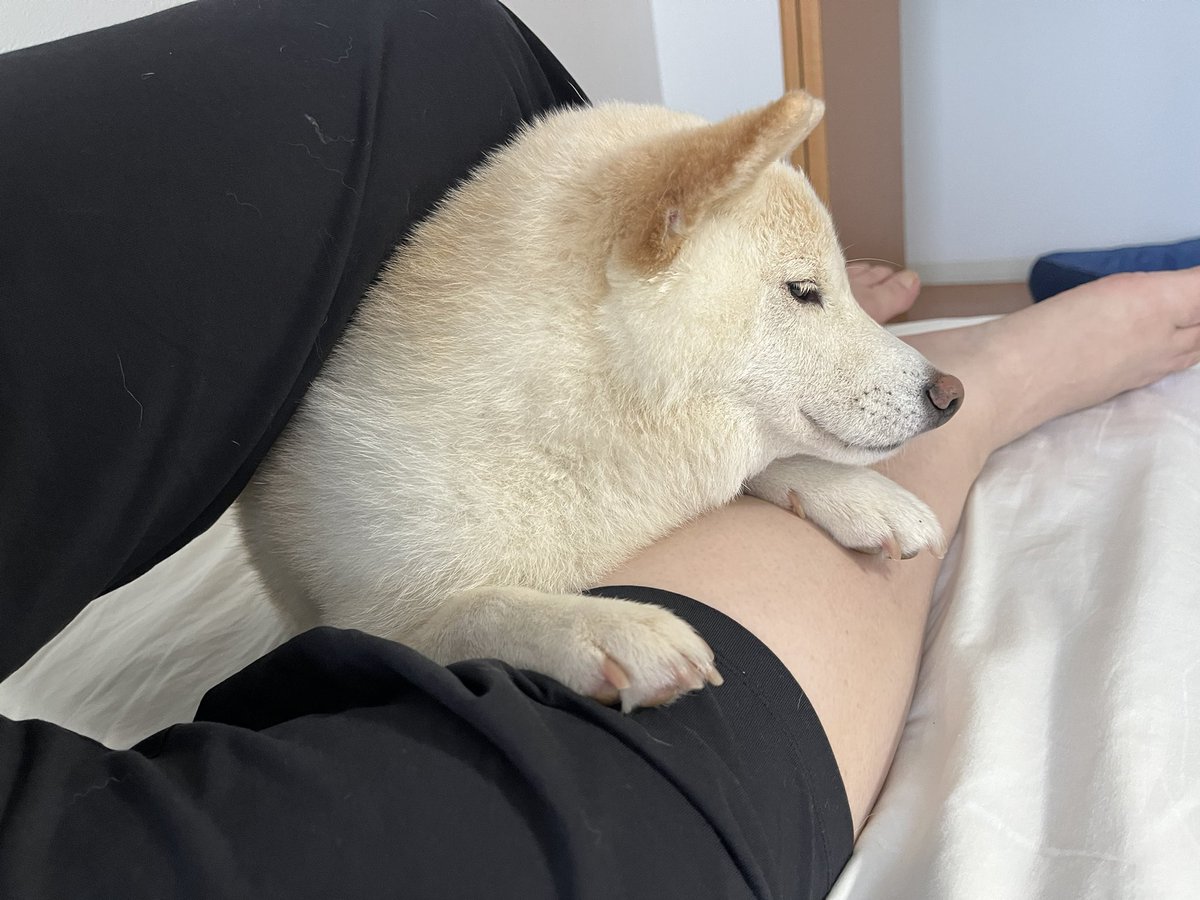 sirosibasiro's tweet photo. #白柴シロちゃん

なんで犬って可愛い事ばかりしてくるんやろ…❤️ https://t.co/ztpqTzHBVC