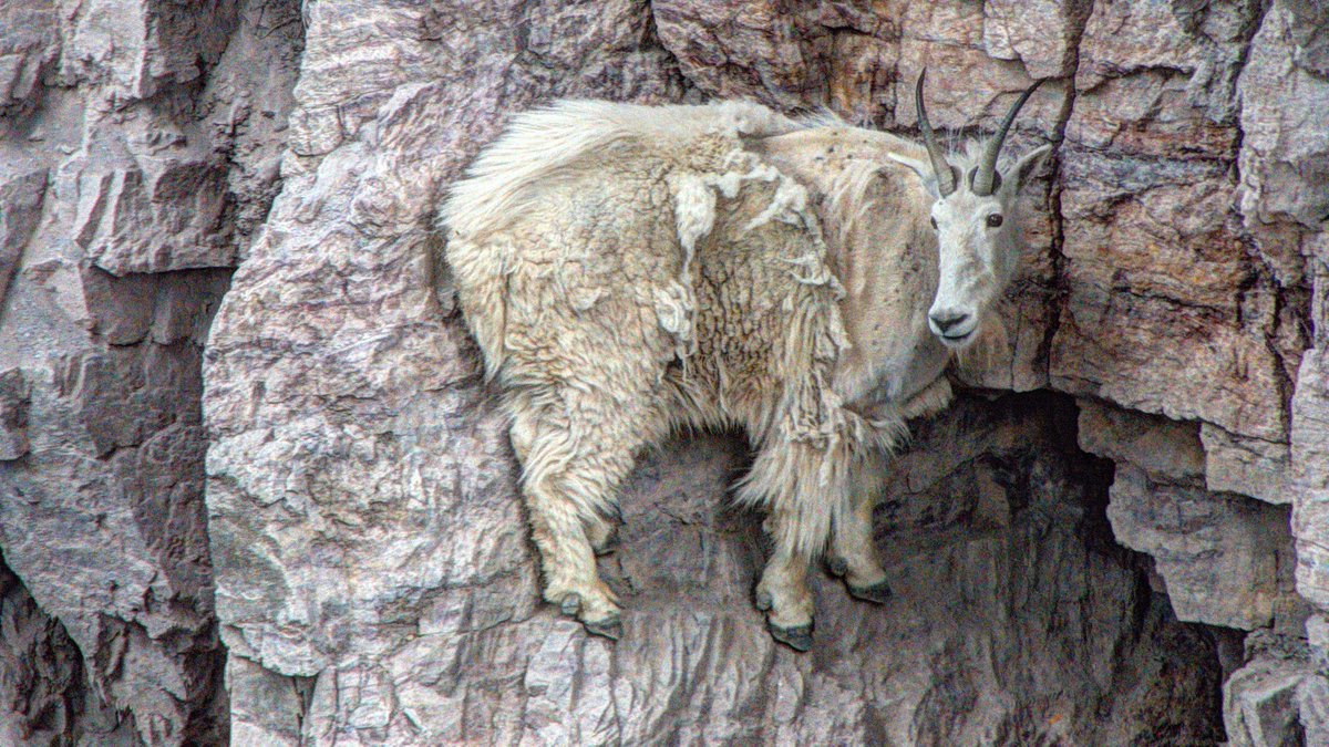 mimiyaaaaa5's tweet photo. I AM SO EXCITED! 

also, "the climb continues"? Are they referring to the mountain goats? Yung mga umaakyat na kambing sa mga near vertical side ng mountain and cliffs? Like they shouldn't be able to climb it pero agaisnt all odds, they still did??

I AM LOVING THIS!

#SB19 https://t.co/QdvLCboCh5