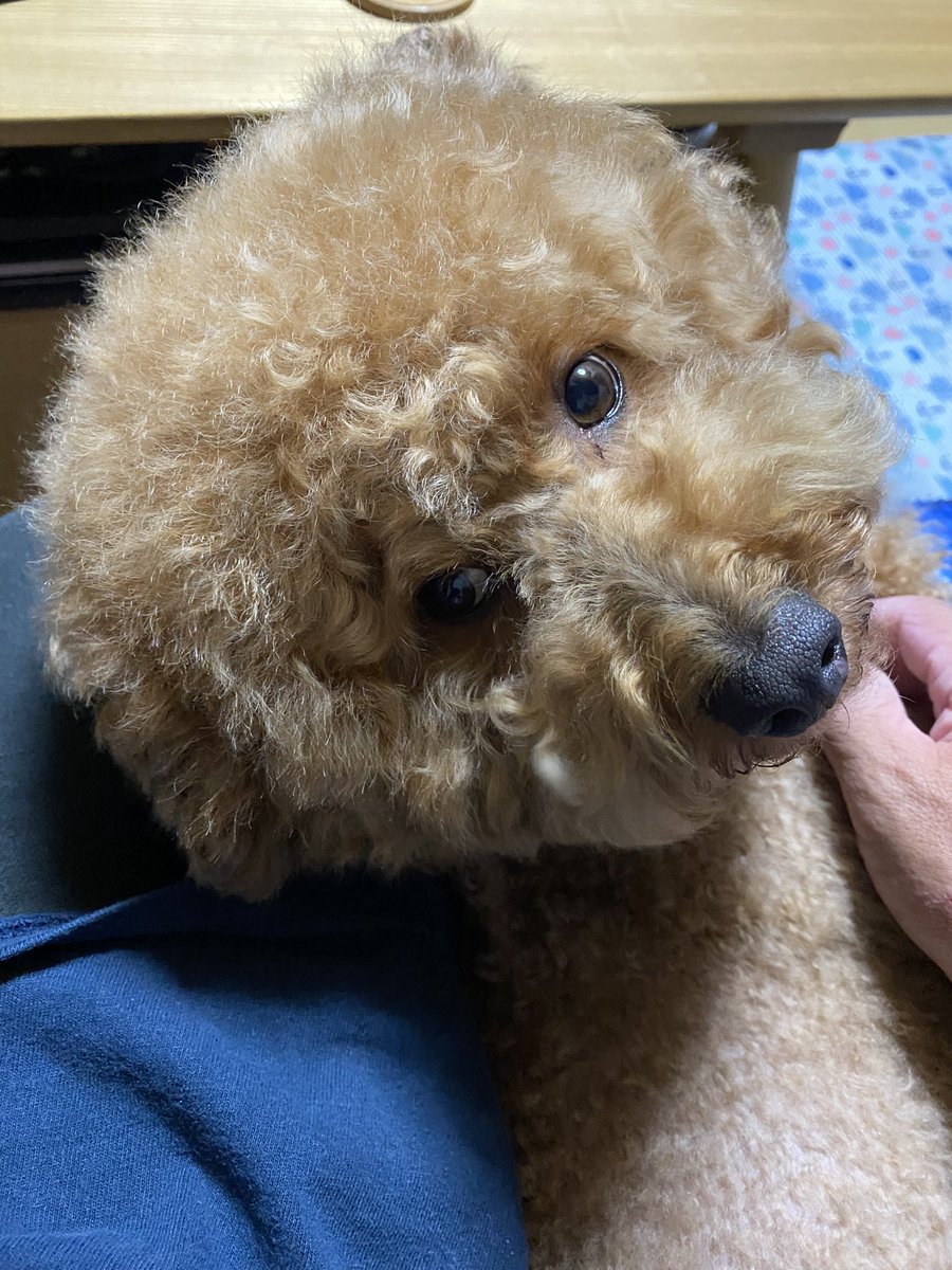 ichi755's tweet photo. 今日もずっと一緒にいた❗️
これが最高の日😊 https://t.co/WZnatq4REf