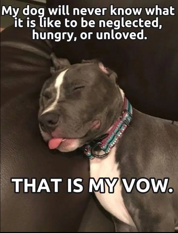 Tweets of Dogs tweet media