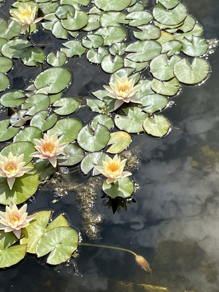 kuruposan's tweet photo. 蓮 睡蓮 芙蓉 百合

百合の雄蕊が風に揺れる様子が不思議で面白くて

2021年俳句ポスト📮
 「睡蓮」 初級 水曜日
    西池のここは睡蓮四番地
こんなのを詠んでたなって思い出しました https://t.co/WGbkOwN29i