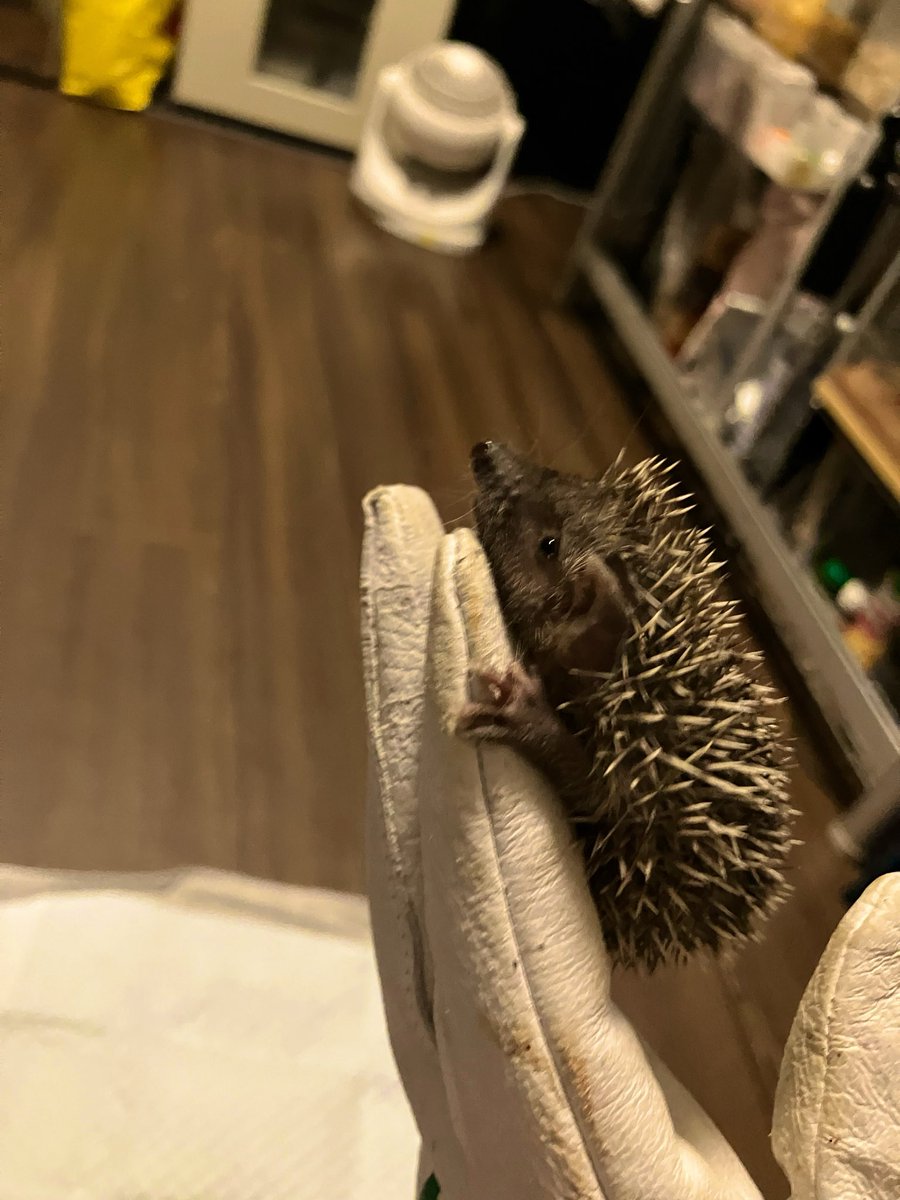 aoitukinositade's tweet photo. 今年もヒメハリテンレックさんたちが続々とお産まれになっています🦔⸒⸒

去年は縁あってたくさんの方々にお迎えされましたが、今年も良い出会いがあるかな？

僕はお別れするのが寂しいので売れなくても一向に構わないのですが笑

もしご興味のある方がいましたら、こちらのアカウント⬇️までお声掛け下さい🙇‍♂️
@PainFarm