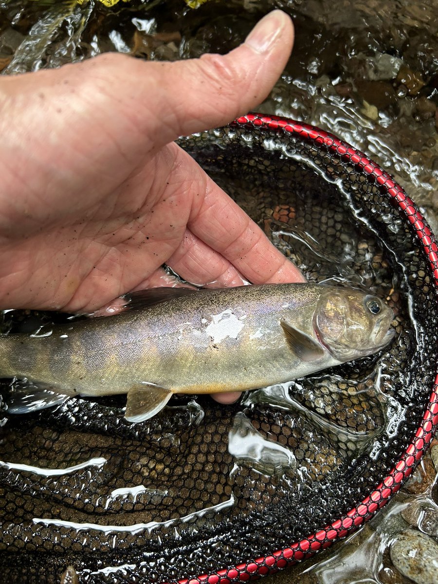 suwa_karin's tweet photo. 八ヶ岳の裾野渓流釣り
アマゴに岩魚に、良い型です！！ https://t.co/pJ1JBNsAdz