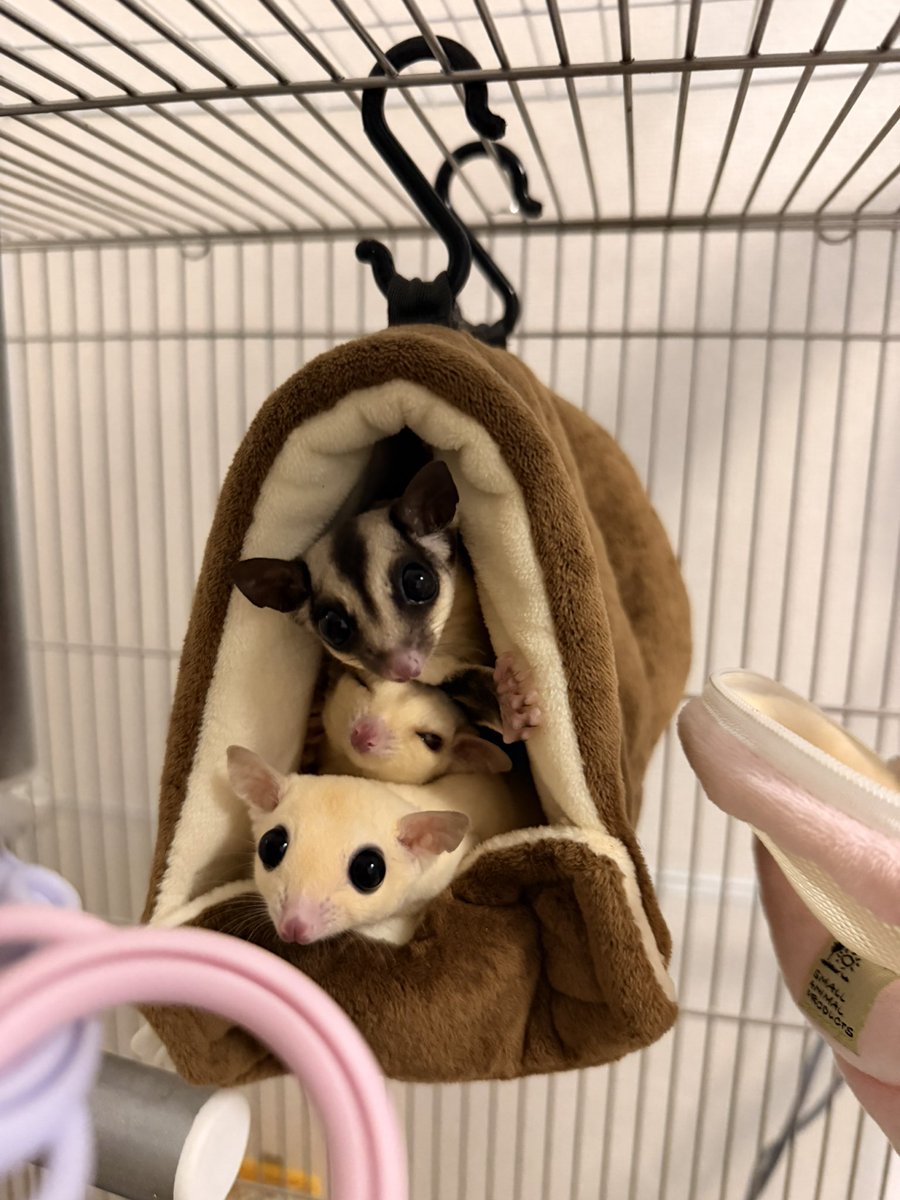 1714Ec's tweet photo. 数ヶ月前から飼い始めたフクロモモンガ 
めっちゃ可愛いくて癒される☺️ https://t.co/KNKwztz71d