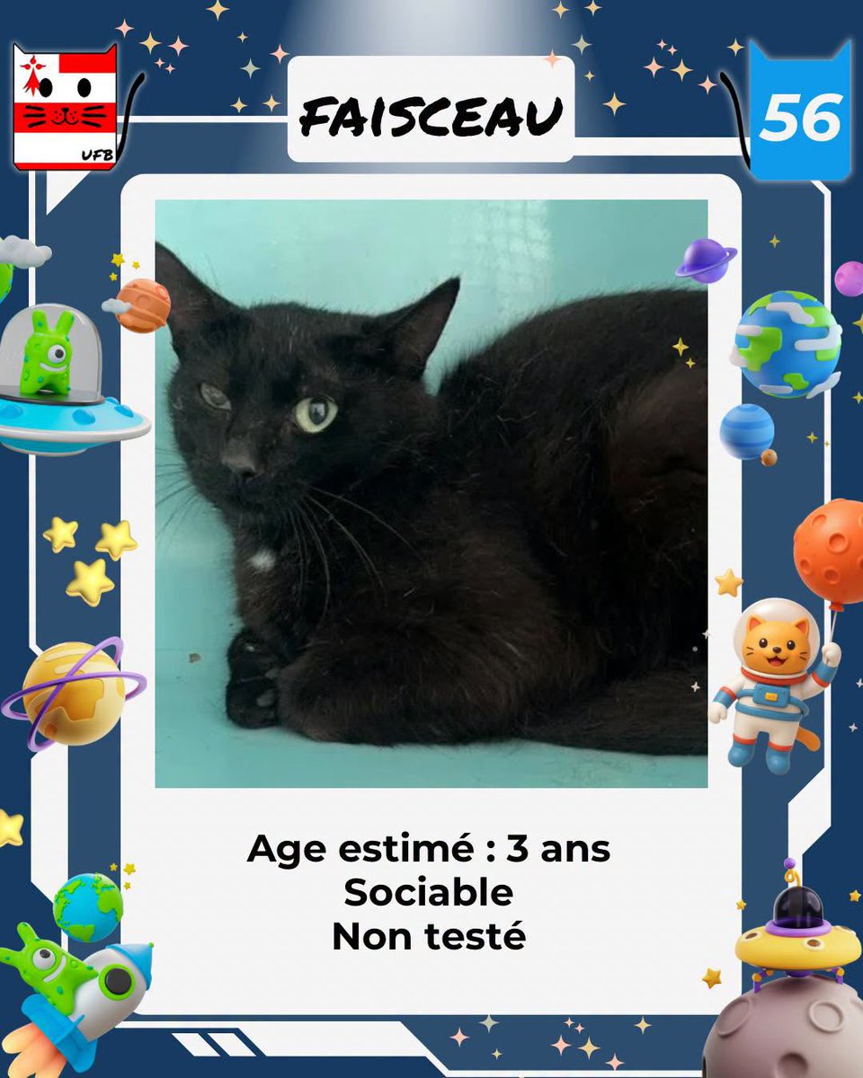 justineducern's tweet photo. SOS URGENCES 
Je suis à ADOPTER
Contact:  Urgences fourrières de Bretagne -UFB
par ce lien bleu:
https://t.co/slH9bNcPgQ https://t.co/pY0gFAGYfk
