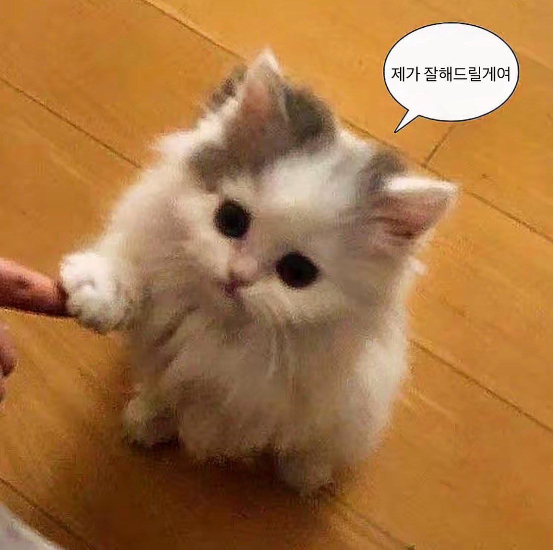 두부 tweet media