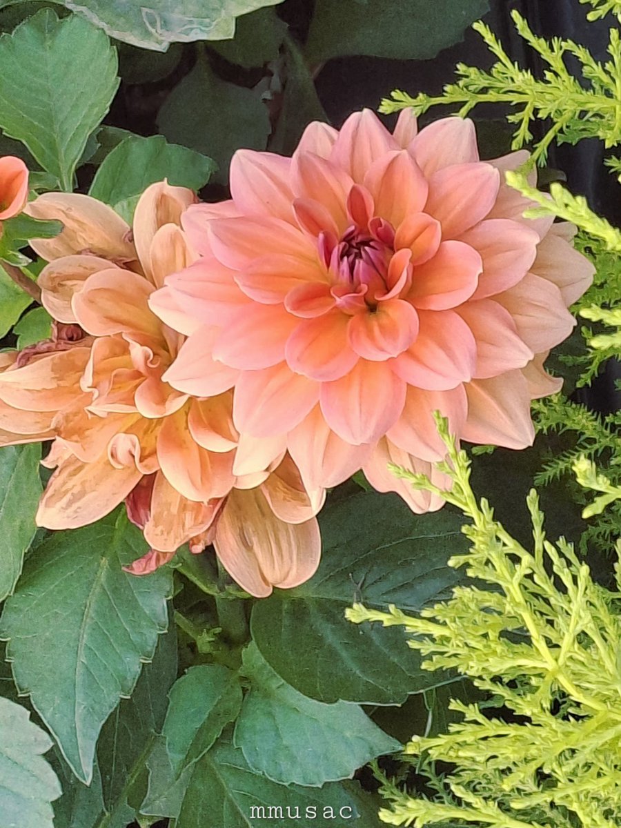 mmusac's tweet photo. Dalias
🏵🍃🍃🏵🏵🏵🌿
Llamativas y hermosas flores con múltiples formas y colores creando variedades
Imposible no rendirse a sus encantos y espectacularidad!
Muy feliz domingo
☀️ https://t.co/KKeFuU0JTi