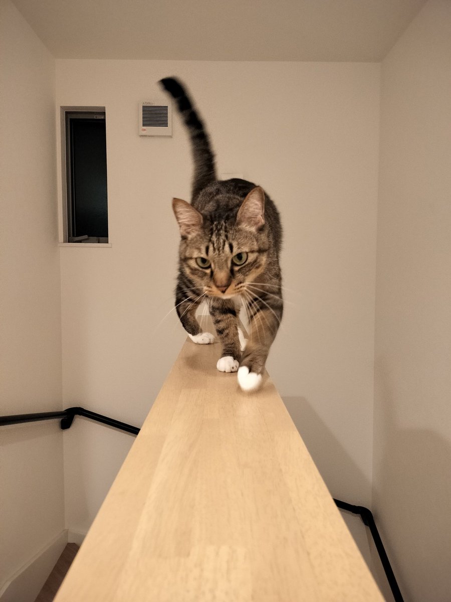 tora_mane's tweet photo. ねこ、とっしん

ばくおんゴロゴロゴロゴロ… https://t.co/YqGoDbRSwH