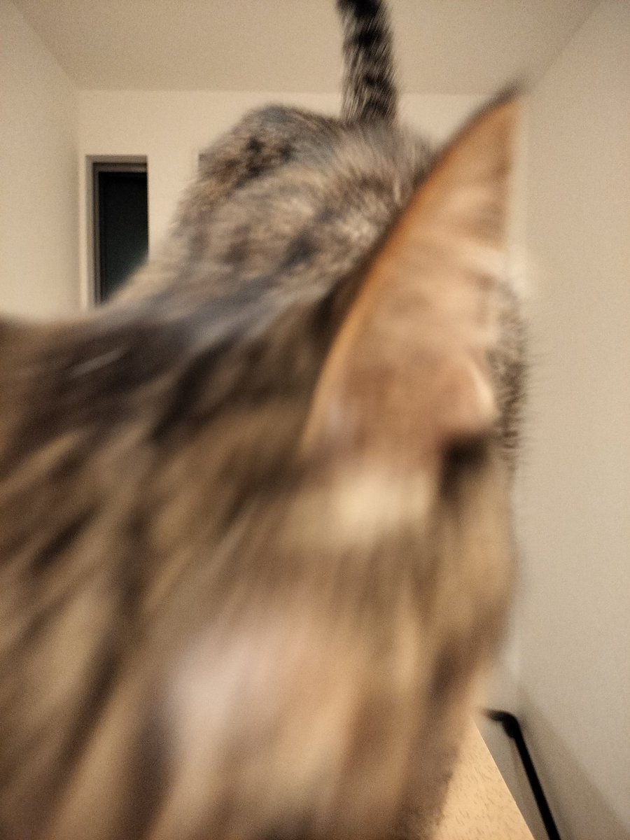 tora_mane's tweet photo. ねこ、とっしん

ばくおんゴロゴロゴロゴロ… https://t.co/YqGoDbRSwH