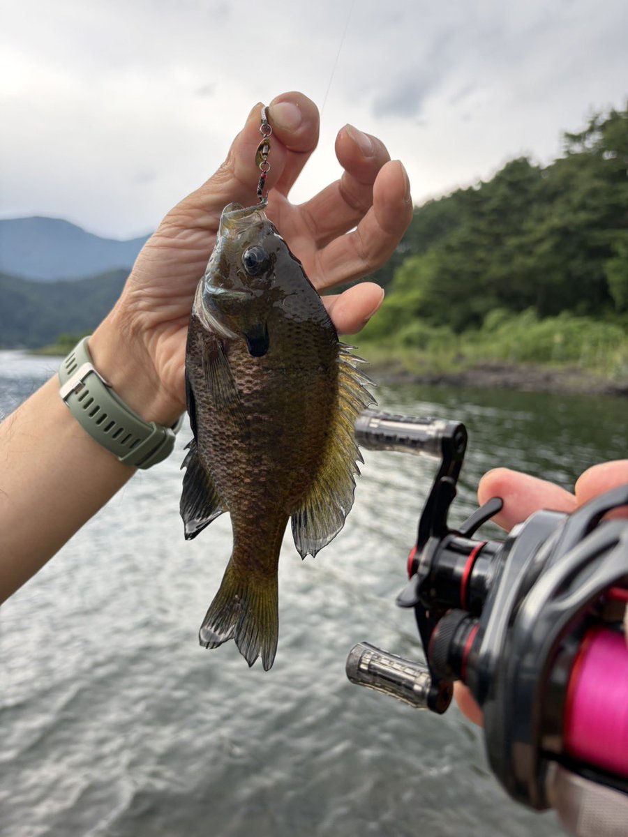 gaoderi66's tweet photo. 今日は、久しぶりに河口湖へ！そしてガチンコブルーギル釣り開催😆
チャビングとエリアのセッティングならこんな面白い釣りものないね！！てゆーいい引きでした🥰
PURELUREのNDVIA722LCも無事に入魂！この竿いい👍ギルには少し強かったけどw
いやはや楽しい週末でした😄 https://t.co/EBU0S2m9Xn