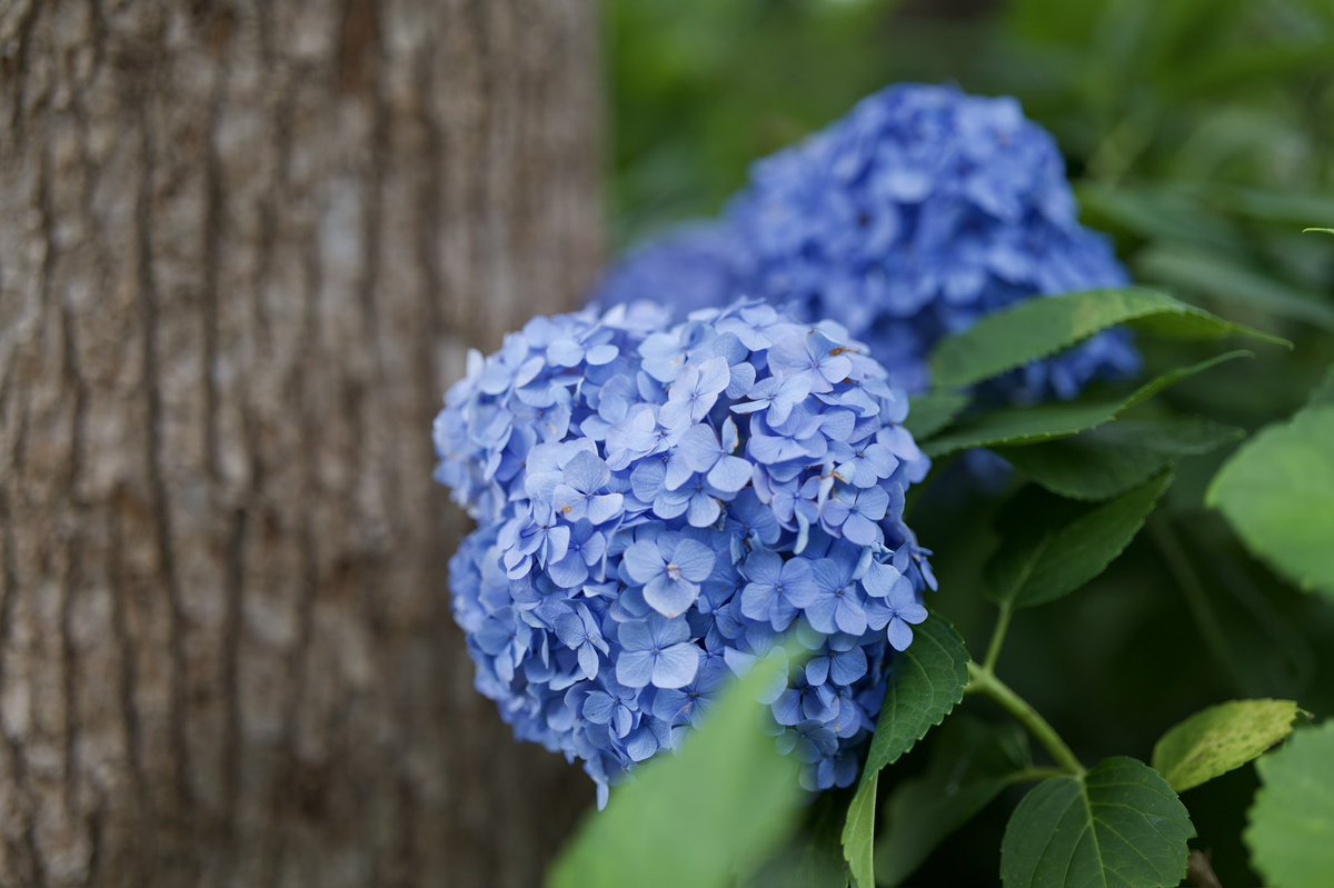 duck_0719's tweet photo. 紫陽花今年はいっぱい撮った④
6月に行った藤森神社にて

LUMUX S1RⅡ
LUMIX SPRO 50mm f1.4

#LUMIXS1R2
#写真好きな人と繋がりたい https://t.co/TvrQ1K6lRT