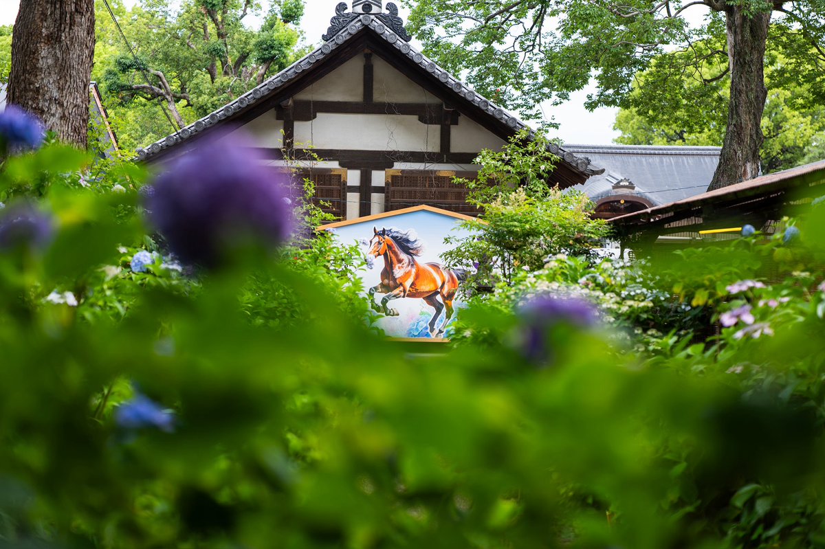duck_0719's tweet photo. 紫陽花今年はいっぱい撮った④
6月に行った藤森神社にて

LUMUX S1RⅡ
LUMIX SPRO 50mm f1.4

#LUMIXS1R2
#写真好きな人と繋がりたい https://t.co/TvrQ1K6lRT