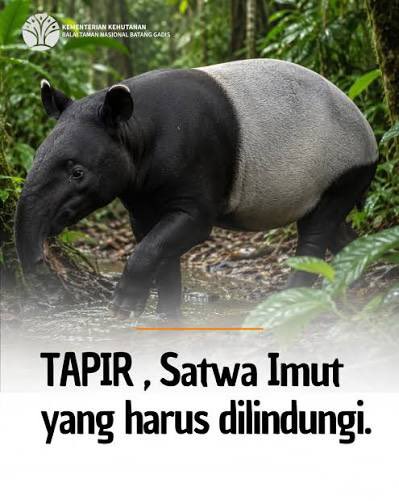 Tapir tweet media