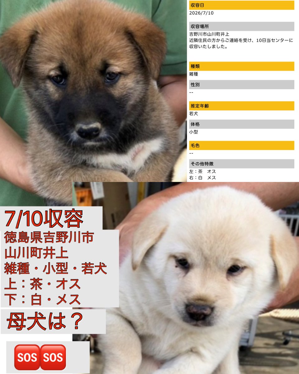 Rubylov65969168's tweet photo. ＃徳島県動物愛護管理センター

🆘終わりの見えない収容‼️🆘

7/10に近隣住民の方からの通報により
３ヶ月くらいの仔犬が また2匹収容さ
れました

仔犬達の母犬はどうしてしまったの
でしょうか⁉️

まだ幼い仔犬達を残して 母犬が何処か
へ行ってしまったとは考えにくく
何らかの事情があった可能性も気に
なります
この子達には何の罪もありません‼️

この悲しい連鎖を止める為にも まずは
1人でも多くの方にこの現実を知って頂きたいと切に願います‼️

収容期限が迫る前に 一刻も早く温かい
お家が見つかります様に🙏

皆様の拡散のお力をお貸し下さい
よろしくお願い致します🙇‍♀️

https://t.co/bqCFv4X13q