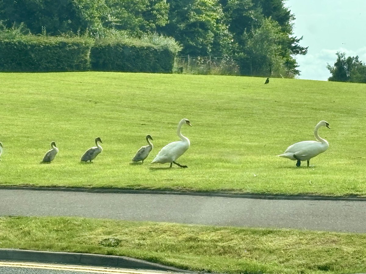 susa30460's tweet photo. Just Swanning around Forth Valley Royal hospital this morning . A family stroll. #swans #cygnets #FVRH #forthvalleyhospital #larbert #stirling https://t.co/UgOGIPzs75