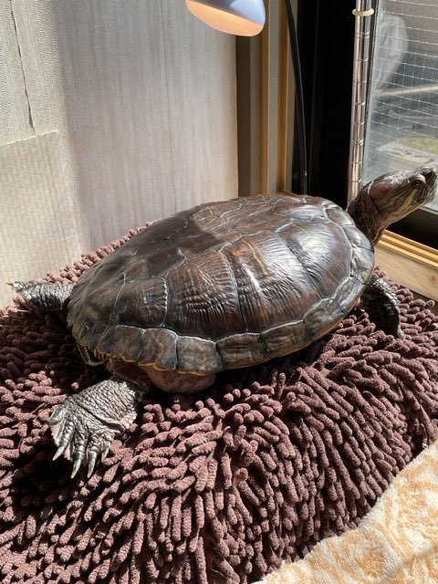 dog64196199's tweet photo. @kameyu28 こんなに安眠してくれて飼い主冥利に尽きますね😊
書籍読ませていただきました！飼育書としても良本だと思います💯
うちは34歳のアカミミ♀ですが今の時期は産卵で大変です💦 https://t.co/jQ3I4aeKVJ