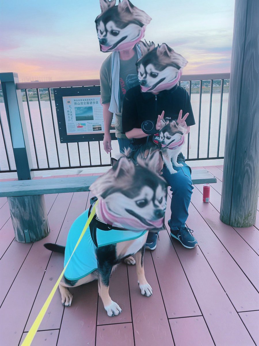ᑕᕼIᕼᑌᗩᕼᑌᗩ ᖴᗩᗰIᒪY #チワワ #チワワ党 #chihuahua