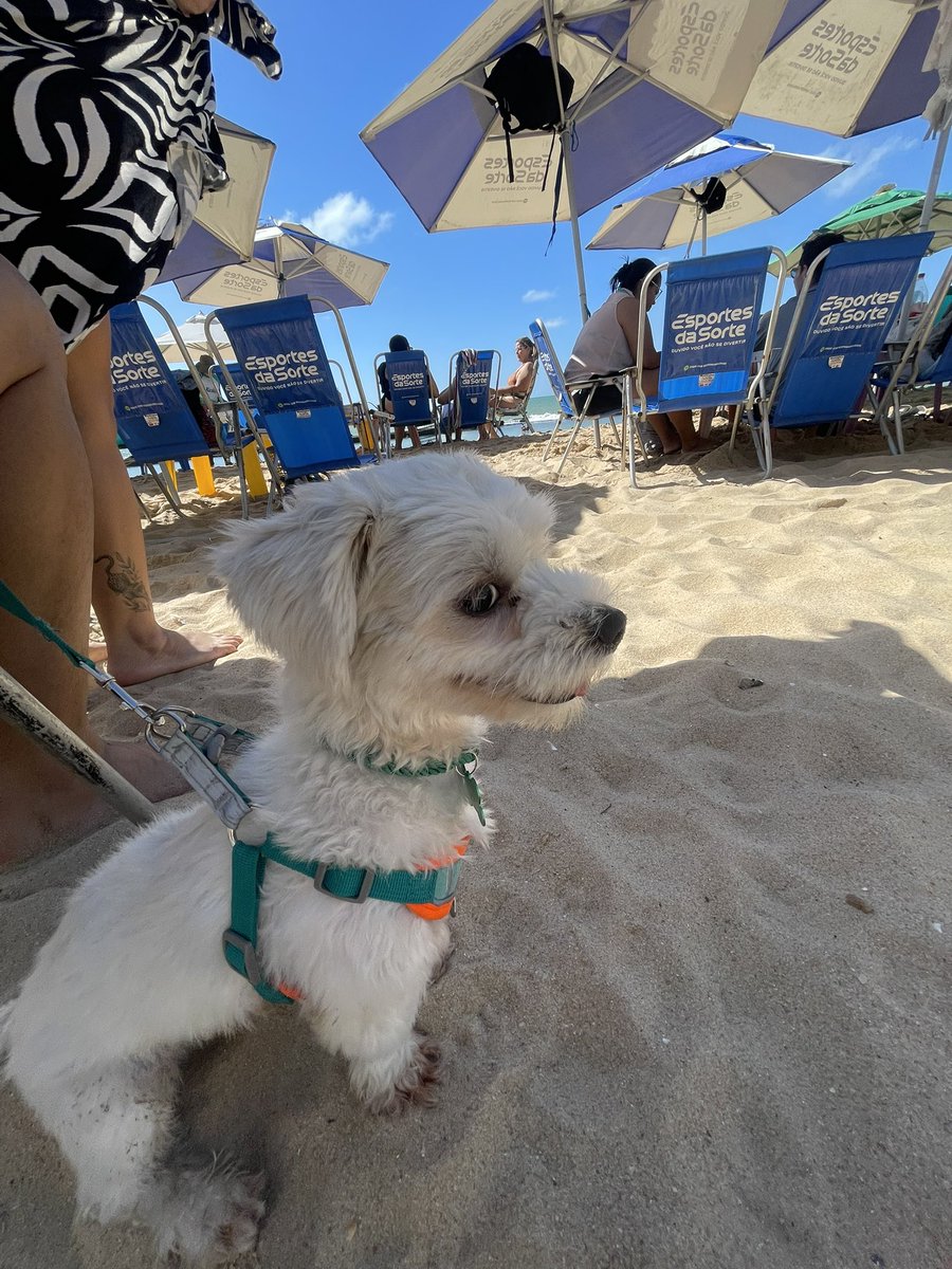klebercavalcant's tweet photo. 🐕 ☀️ https://t.co/CjUCxvc405
