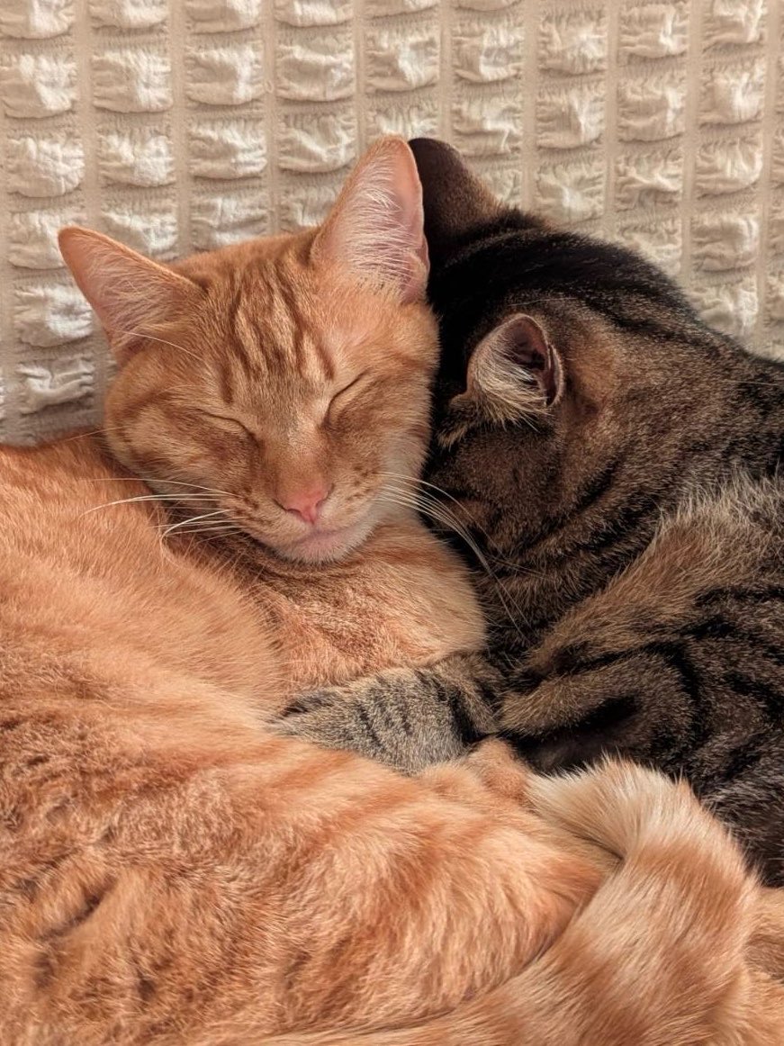 VQfuv's tweet photo. 猫吸いする猫 https://t.co/2RDLxUiAKD