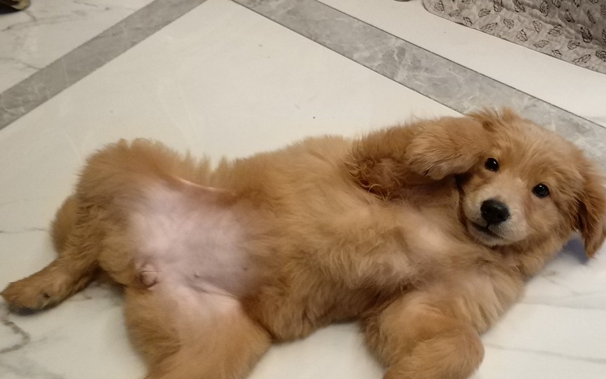 Quello89's tweet photo. My golden retriever Lily just curled up on my lap after a tough workday—her warm presence is all the comfort I need.  Never underestimate the power of a fur baby’s quiet companionship! https://t.co/C8VKsJk40r