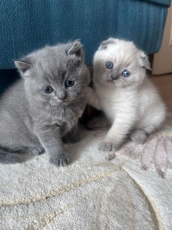 CatUniversex's tweet photo. Cute kitten's friendship https://t.co/zNj5PQvKZ1