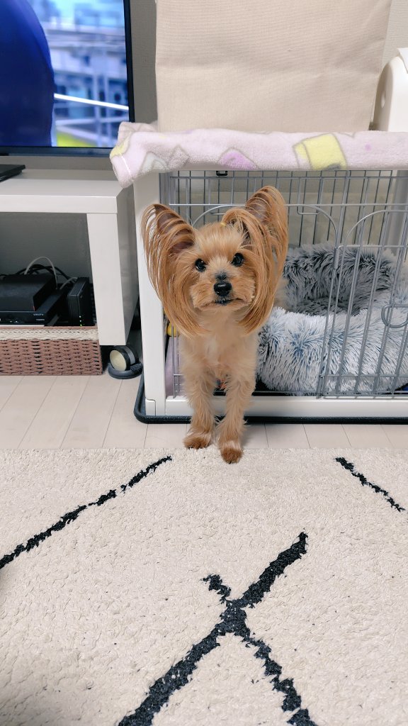 chirosaradayo's tweet photo. 今日はお留守番ありがとう🐶
おとちゃんとこまちゃんのママはめちゃくちゃかわいい人だったよ、破壊力半端なかったよ
『おかあさん、はるちゃんにあえてよかったね🩵🐾』
＃波瑠 https://t.co/IddoE8e5h9