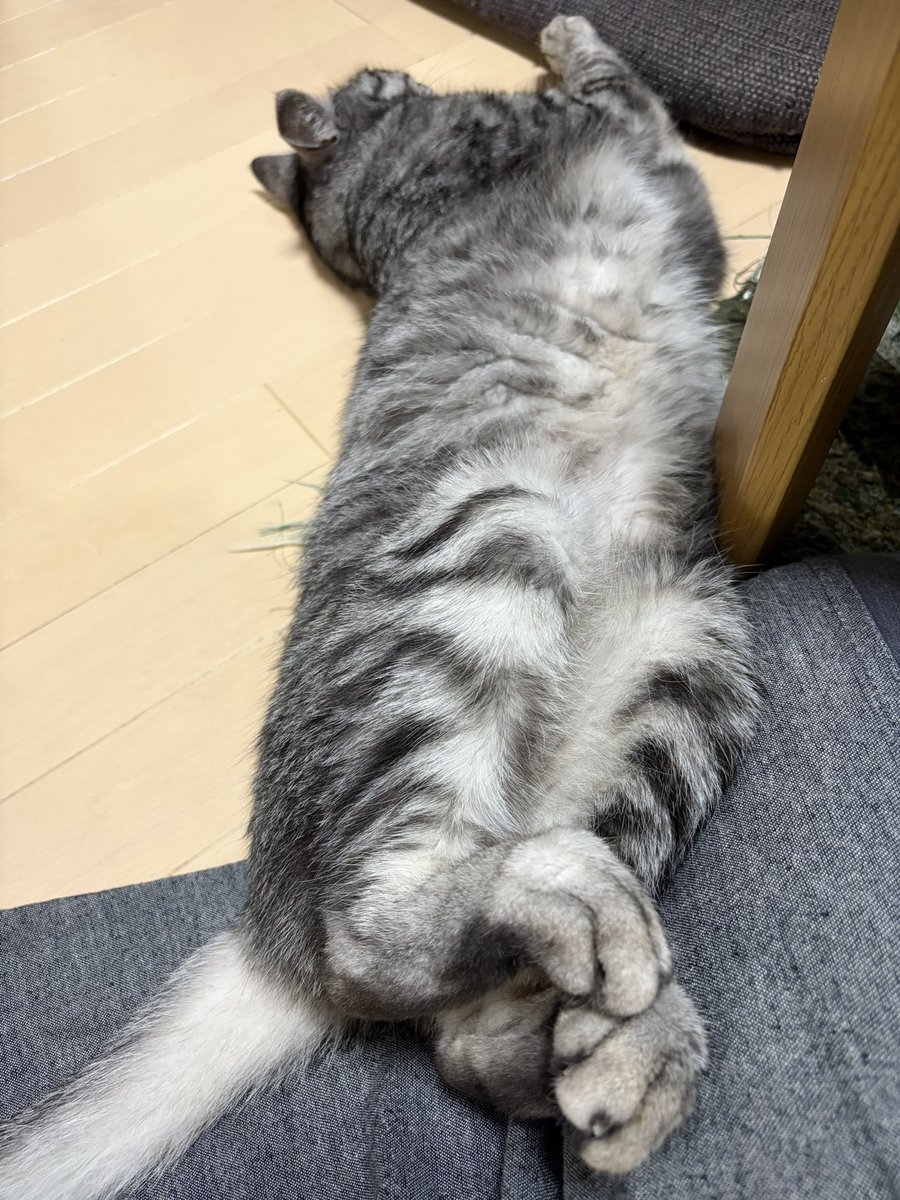 su91115301's tweet photo. 最近は床でゴロゴロしてるユキさん✨✨
床はひんやりで気持ち良いよね☺️ https://t.co/EMsFCgCEE1