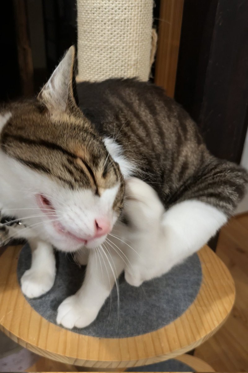 にゃんち曜日 今日も暑かったにゃ〜 みんな、また明日からもほどほどに