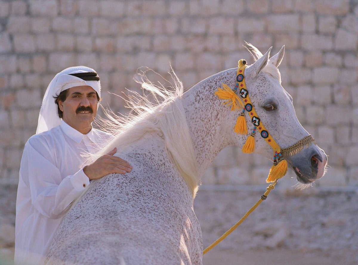 مشاري tweet media