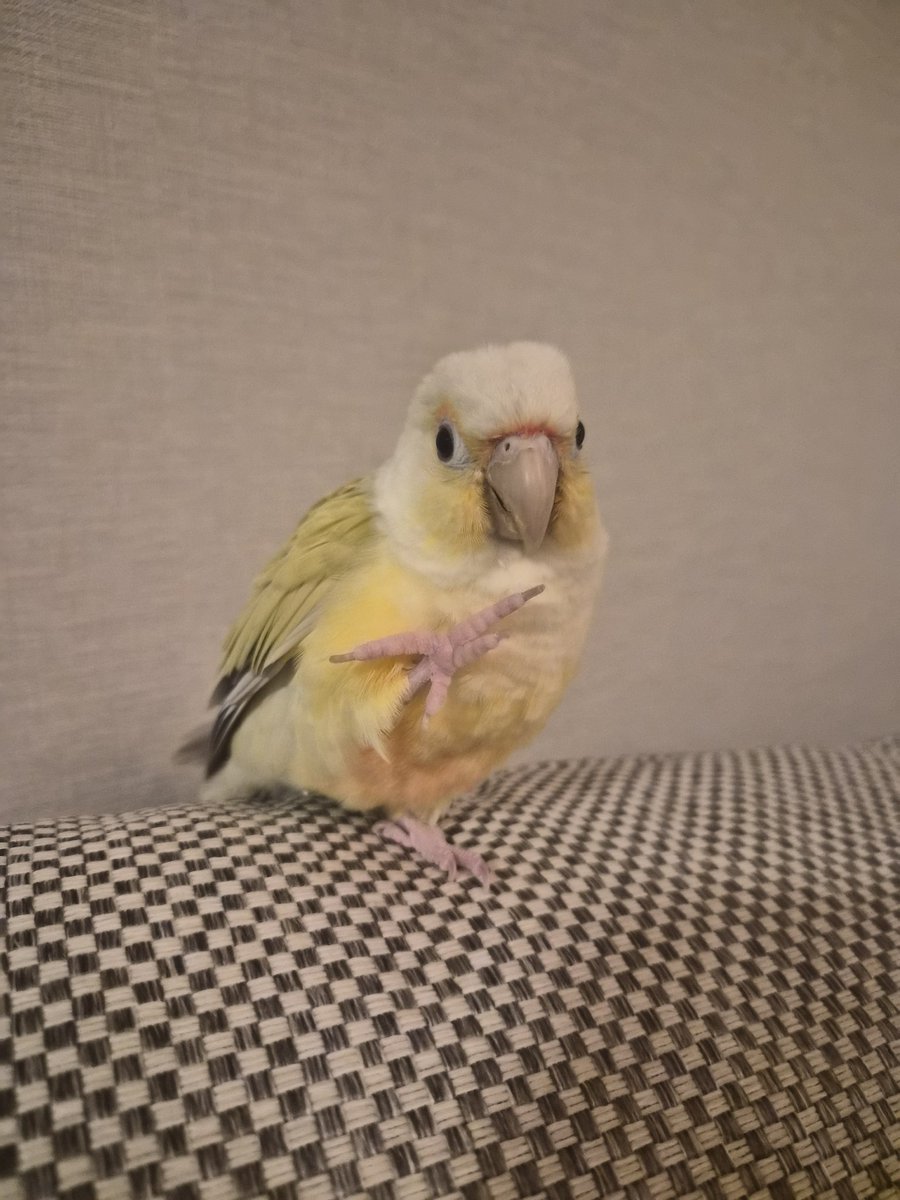 piyoconure1210's tweet photo. 目に光入ってないけど可愛いから載せちゃお🙋🏻‍♀️ ﾊｰｲ https://t.co/bVzaXtsVg4