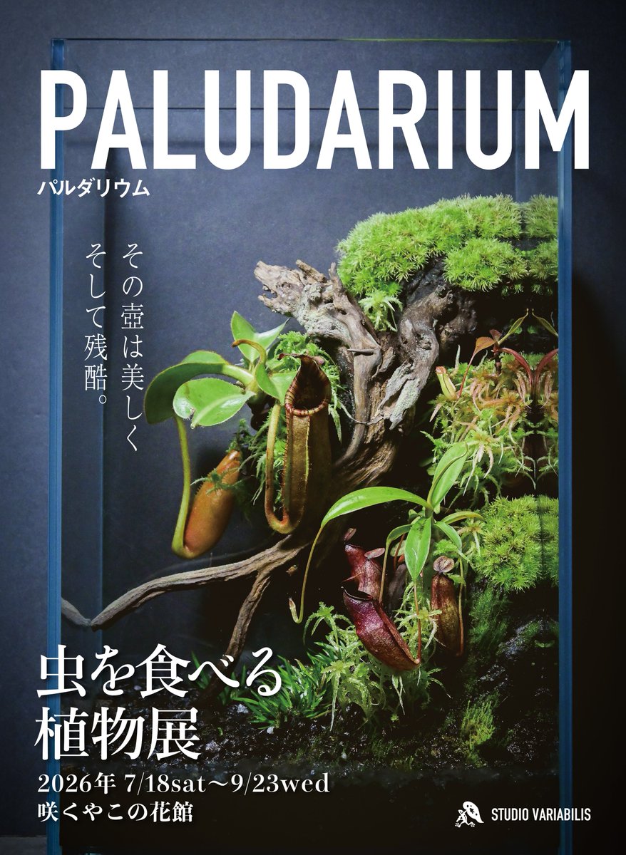 PALUDAMAN's tweet photo. 📢お知らせ

咲くやこの花館
「虫を食べる植物展」
2026年 7/18sat→9/23wed
スタジオバリアビリスのパルダリウム作品展示及びワークショップ開催！

★夏休みの自由研究にも！
♣ドロセラ・パルダリウム教室
【Aコース】6000円 ※材料費込
【Bコース】2000円 ※材料費込
8/8sat ,9sun,29sat,30sun

★高級志向パルダ！
♣ネペンテス・パルダリウム教室
【松】56100円 ※材料費込
【竹】32560円 ※材料費込
7/25sat ,26sun・8/15sat,16sun

近日予約受付開始します