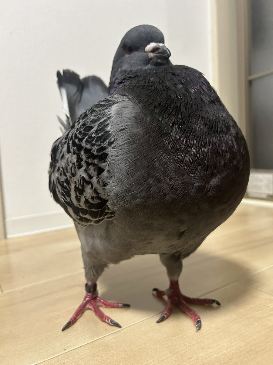 👑キングピジョンのぽっぽ👑 tweet media