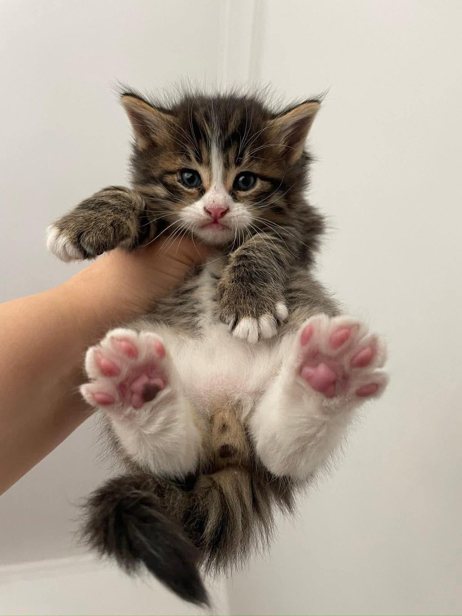 cutestscats's tweet photo. Tiny tabby kitten held up showing pink toe beans 🐾😍 https://t.co/bowQqD29pf