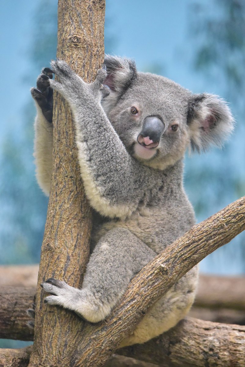 エイトくん🐨♾️ #平川動物公園 #コアラ 202607